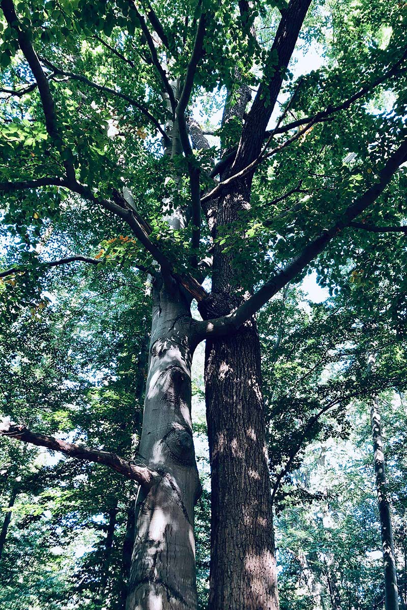 Natur Wald Connection
